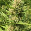 buy organic CBD hemp seeds