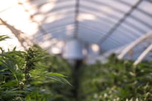 Learn hemp greenhouse best practices