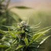 Cherry Blonde CBD Hemp Seeds | Feminized