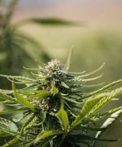 Cherry Blonde CBD Hemp Seeds | Feminized