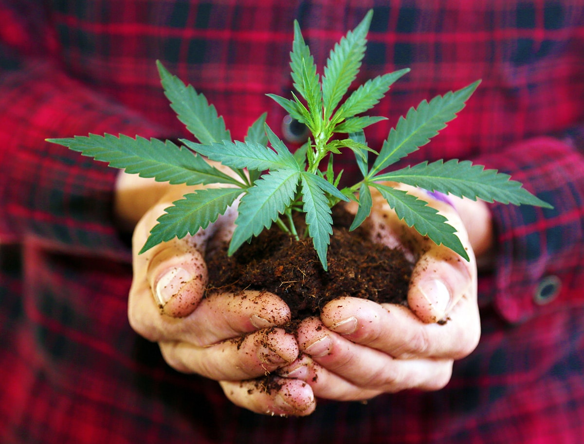 invest in hemp