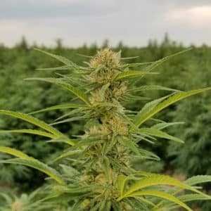 hot blonde hemp seeds