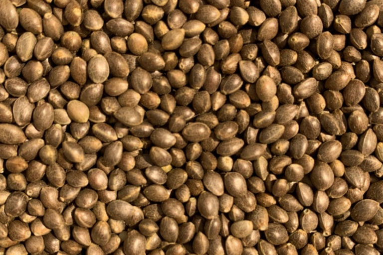 premium feminized high CBD hemp seed