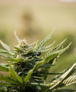 Cinderella Story CBD Hemp Flower