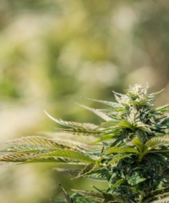 Cloud Berry CBD Hemp Flower
