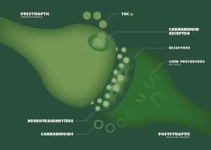 endocannabinoid system closeup