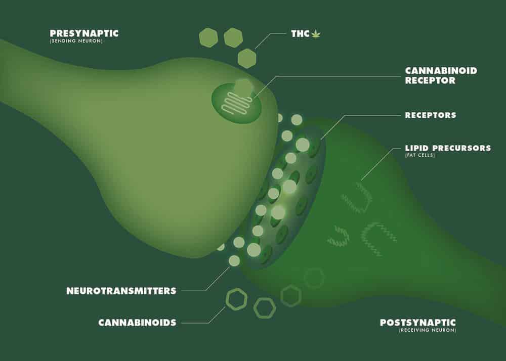 endocannabinoid system closeup
