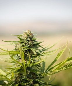 Hot Blonde CBD Hemp Flower