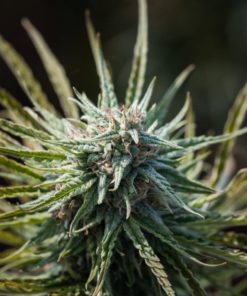 Queen Dream CBD Hemp Flower