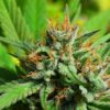 red bordeaux cbd hemp