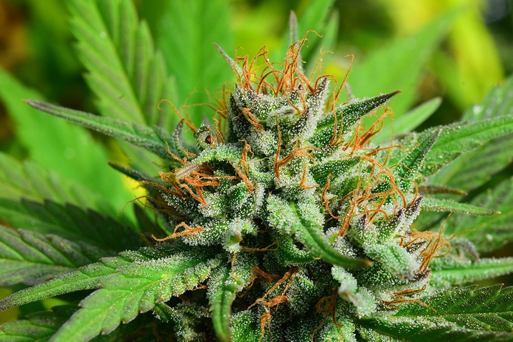 red bordeaux cbd hemp