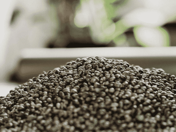 buy the best organic hemp seeds