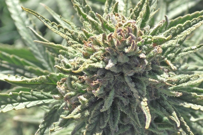 berry blossom hemp seeds