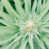 Berry Blossom CBD Hemp Seeds | Feminized