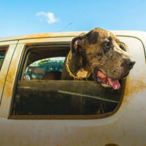 CBD benefits for pets