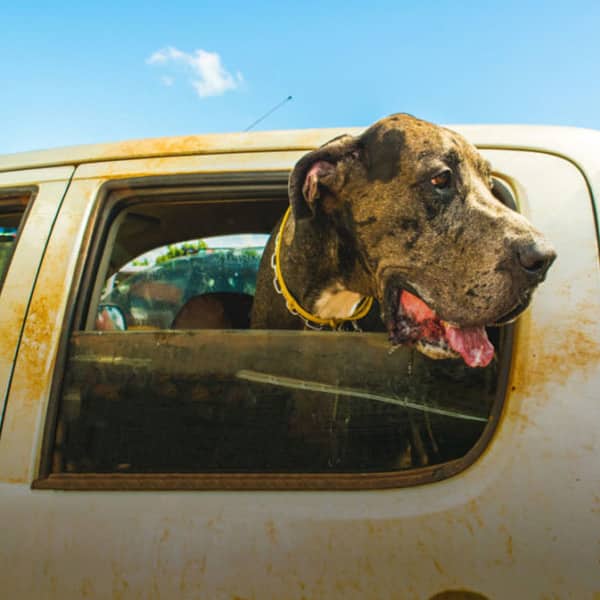 CBD benefits for pets