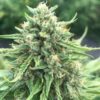 cherry blossom cbd hemp seeds