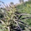 cherry wine hemp seeds