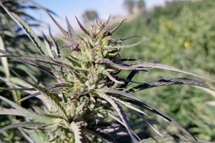 cherry wine hemp seeds