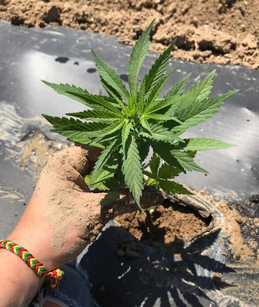 Hand Holding Hemp Plant