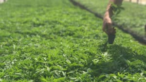 colorado hemp seedlings