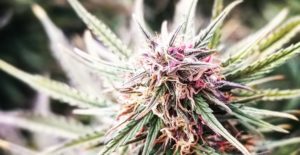 Organic colorado grown industrial hemp