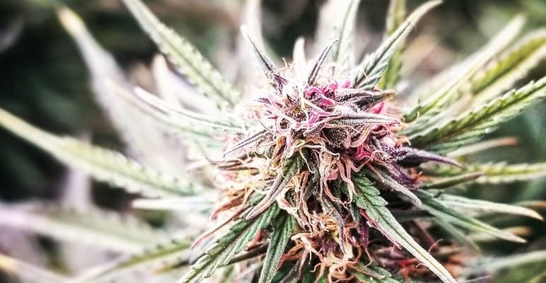 Organic colorado grown industrial hemp