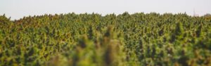 growing industrial hemp