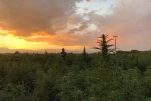 best in class hemp genetics