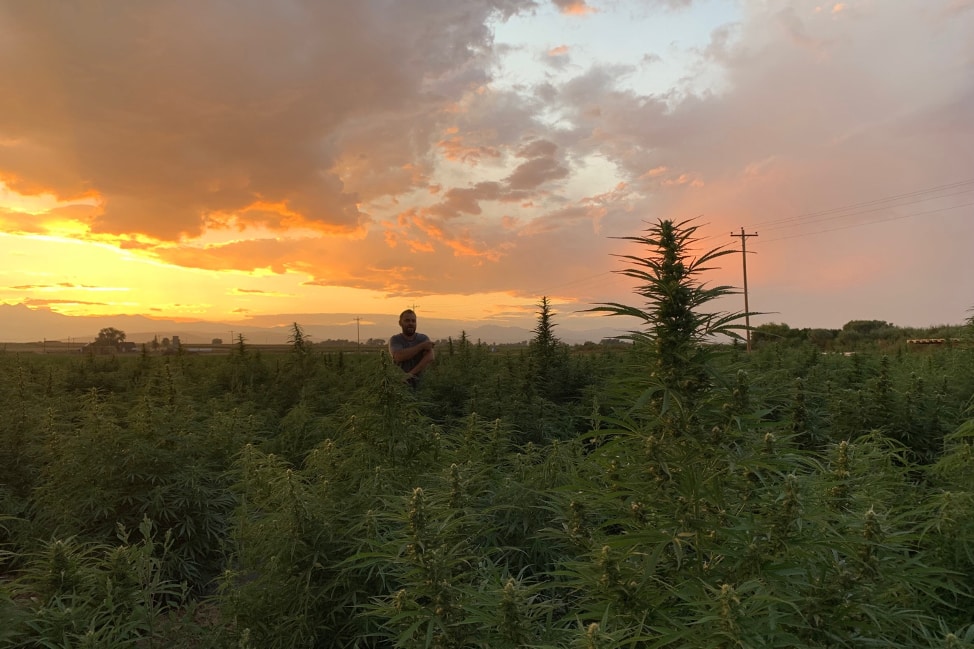 best in class hemp genetics