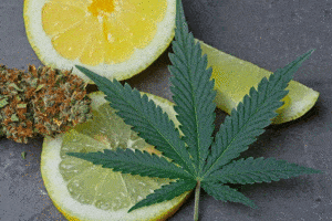 hemp terpenes
