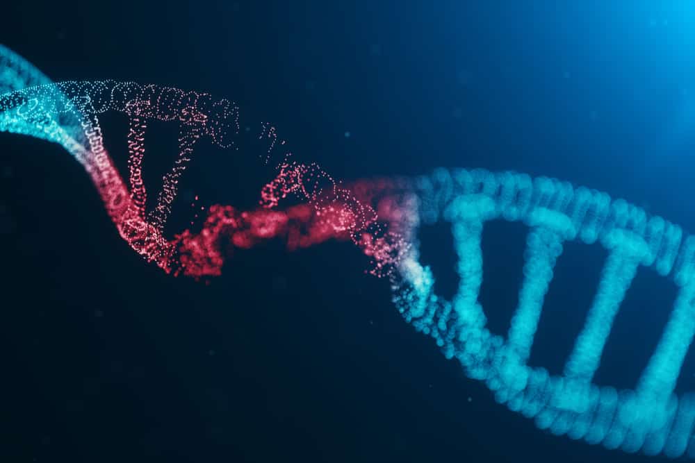 best hemp seed genetics