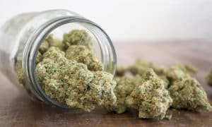 cbd hemp flower