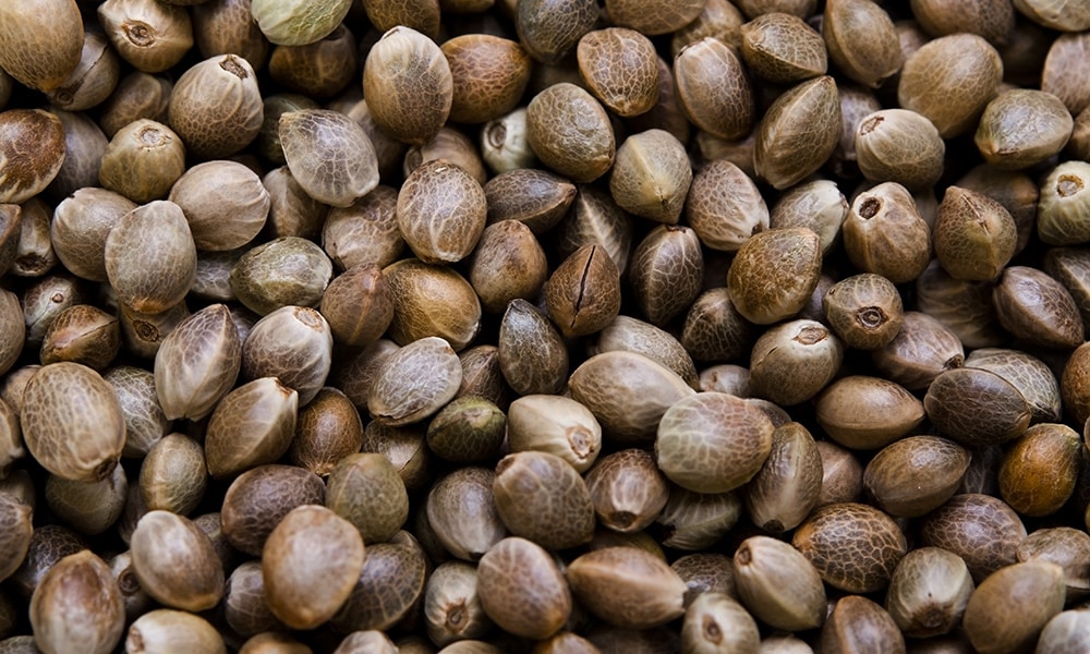hemp seeds