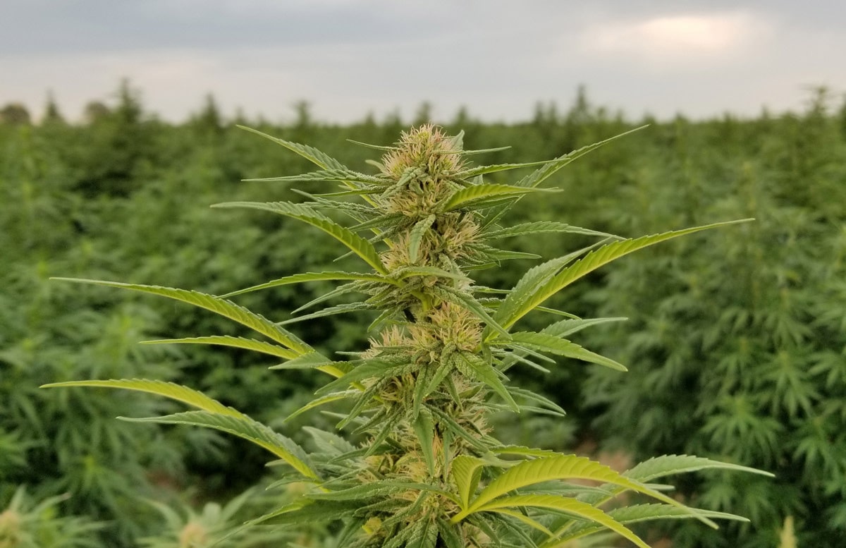 hot blonde hemp seeds
