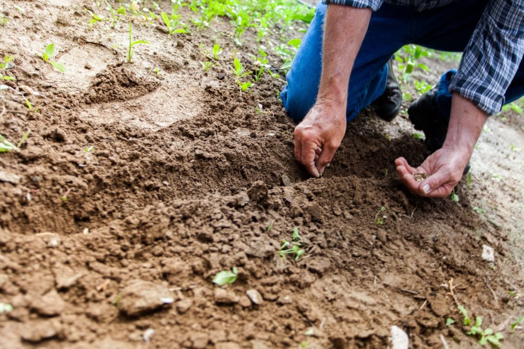 Man planting premium hemp seeds