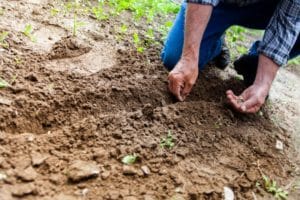 Man planting premium hemp seeds