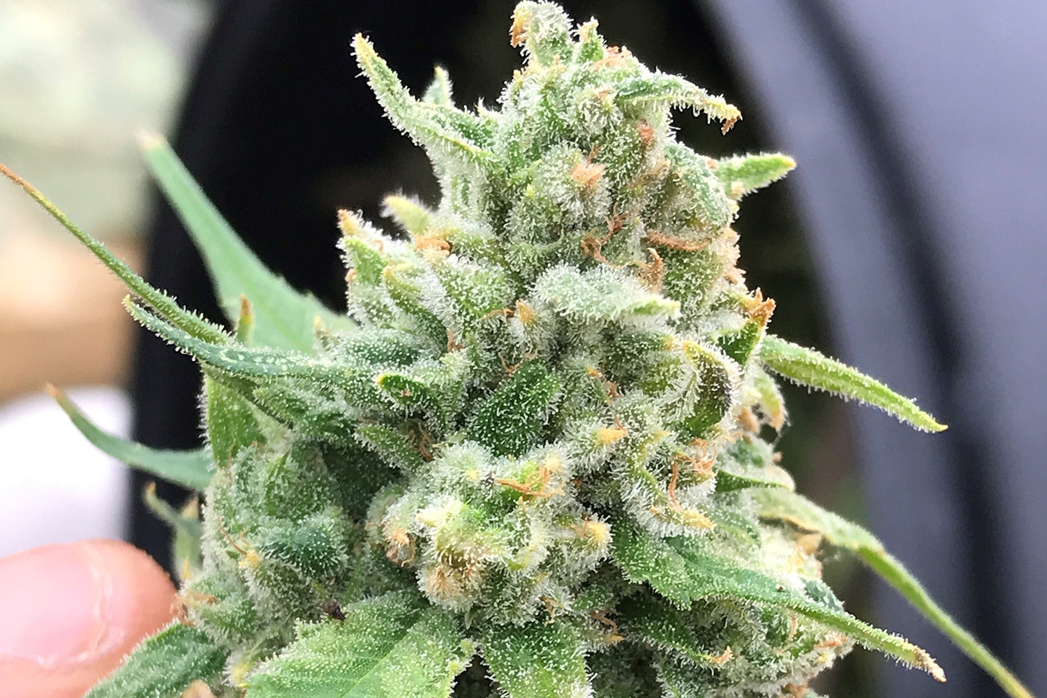 Quee Dream hemp seeds