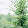 the wife hemp