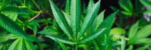 industrial hemp leaf