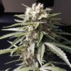 apricot auto hemp seeds