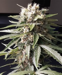apricot auto hemp seeds