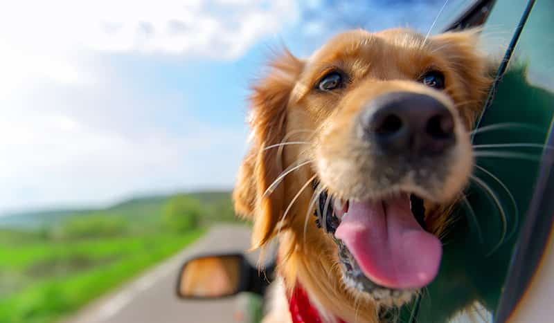 buy best organic CBD pets