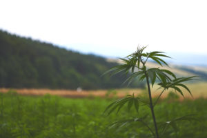 how to start a cbd hemp farm