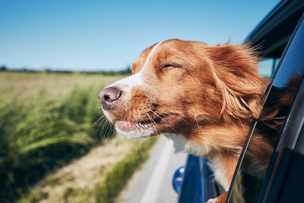 buy best organic CBD pets dogs