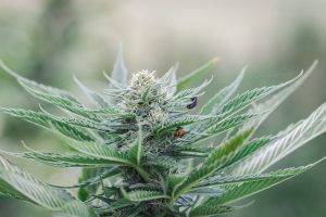 A fully grown feminized CBD plant from Colorado seeds