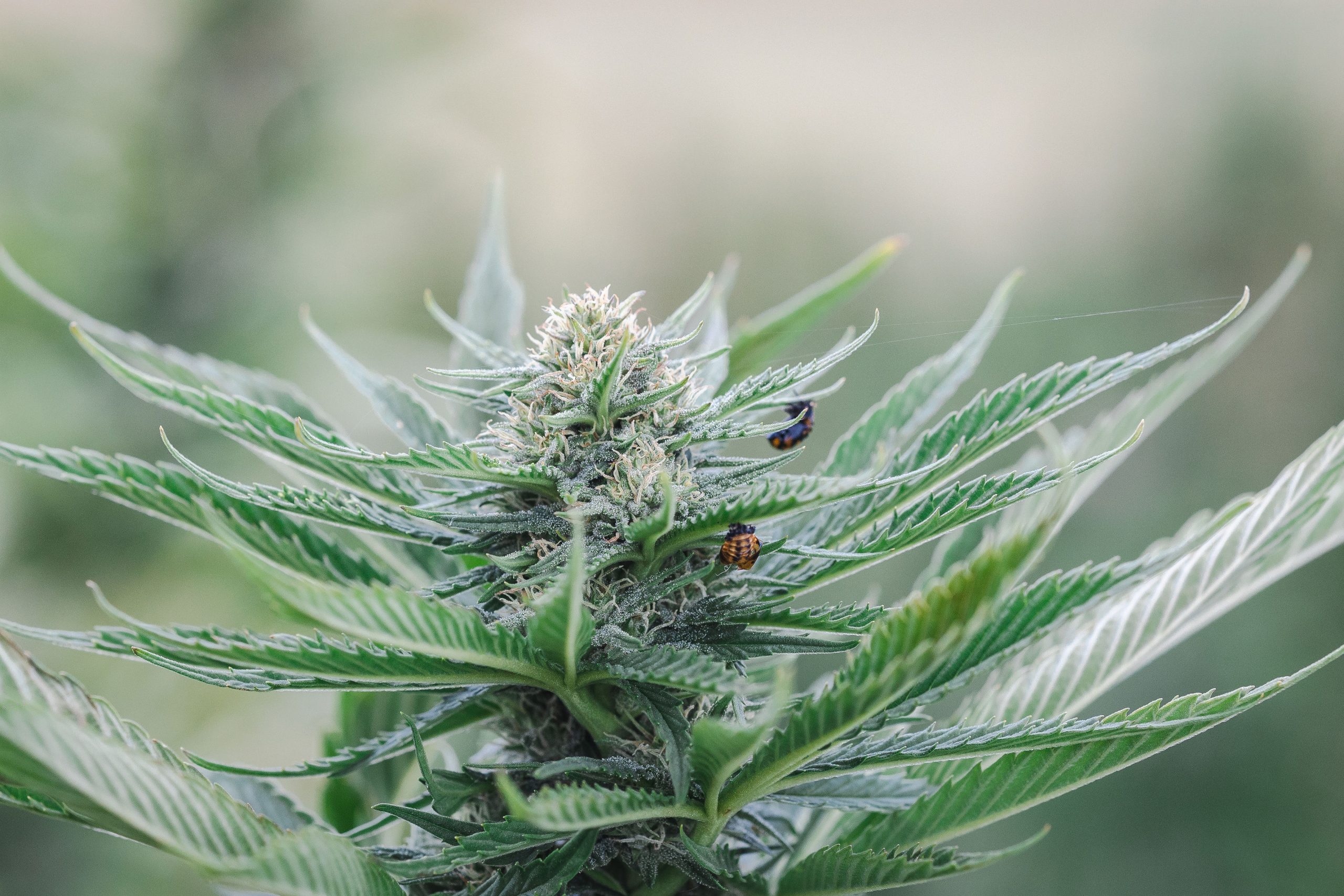 A fully grown feminized CBD plant from Colorado seeds