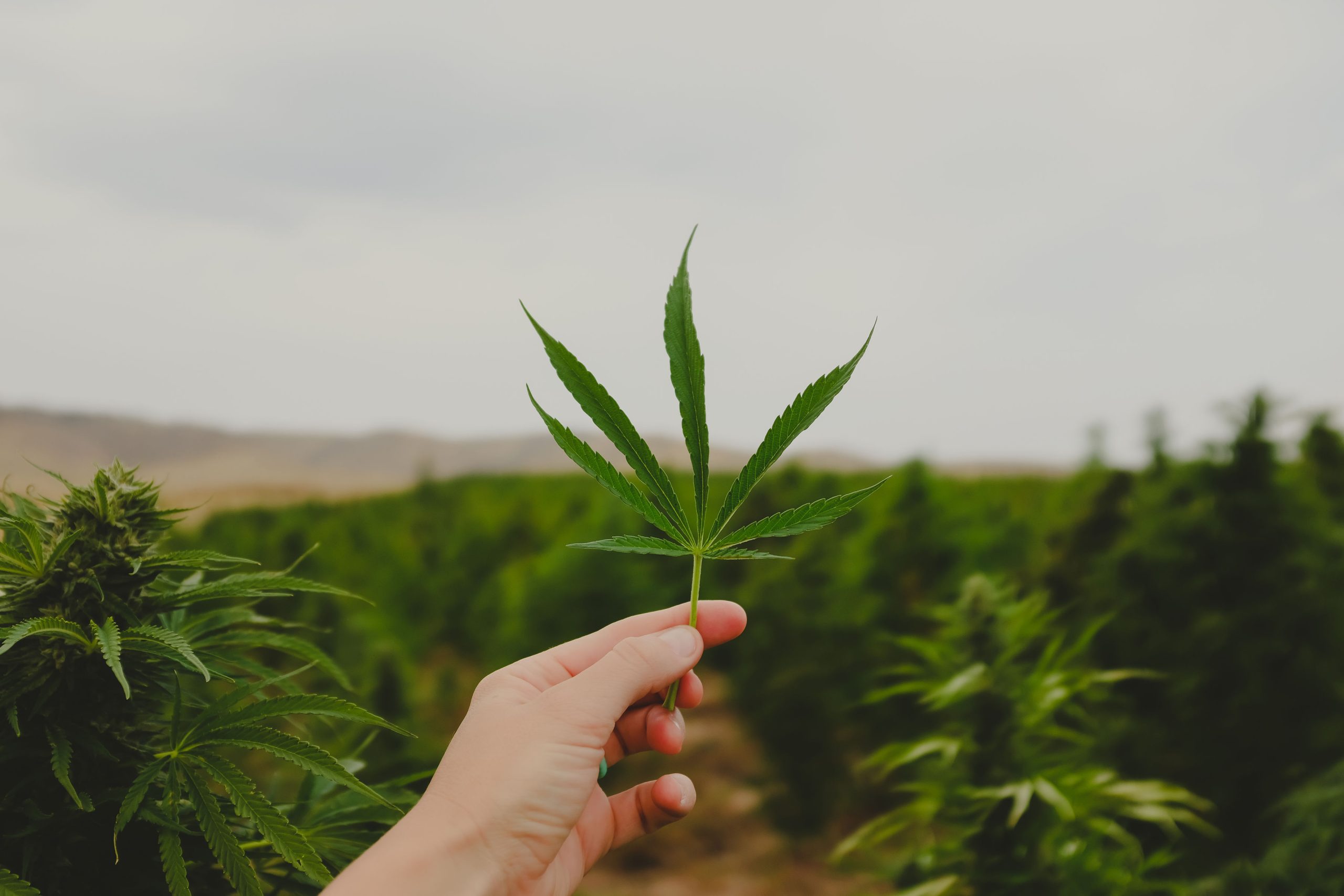 BFF is here to explain why smokeable hemp buds are gaining popularity.