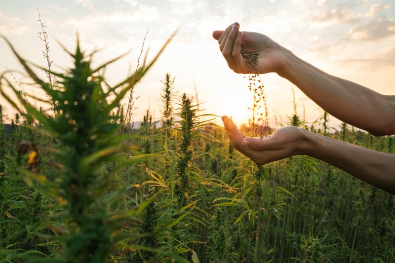 Person handling CBD seeds in a field of cannabis plants