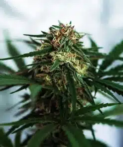 Ghost Train Haze Cannabis Seed